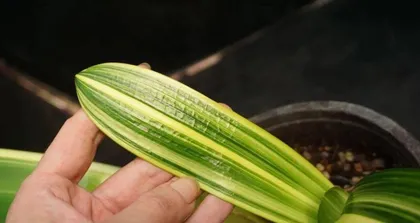 Cai Lan Care Guide (Easy-to-Care-for Everlasting Flower) 1