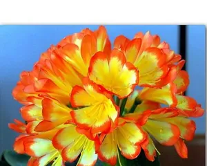 Cai Lan Care Guide (Easy-to-Care-for Everlasting Flower) 2