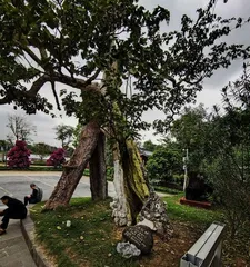 Suitable Trees for Hainan? (Exploring the Climate and Soil Conditions of Hainan Island to Find Suitable Tree Species.) 2