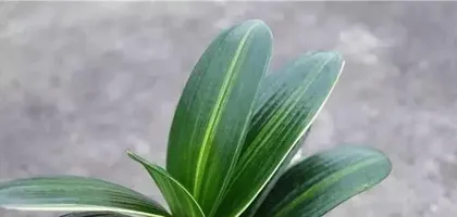 Cai Lan Care Guide (Easy-to-Care-for Everlasting Flower) 3