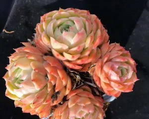 Ansonia Succulent Care Methods (Creating Healthy and Lush Growth Conditions) 1