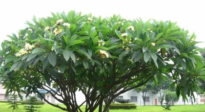 Suitable Trees for Hainan? (Exploring the Climate and Soil Conditions of Hainan Island to Find Suitable Tree Species.) 3