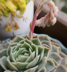 Ansonia Succulent Care Methods (Creating Healthy and Lush Growth Conditions) 2