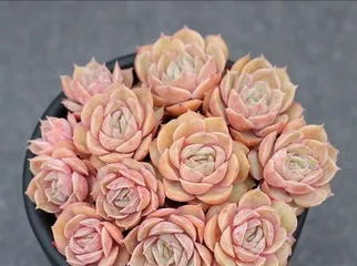 Ansonia Succulent Care Methods (Creating Healthy and Lush Growth Conditions) 3