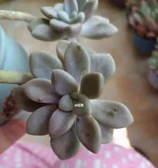 How to Scientifically Cultivate Succulent Allen (Daily Care and Pest Control Tips for Succulent Allen) 1