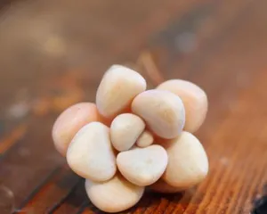 How to Scientifically Cultivate Succulent Allen (Daily Care and Pest Control Tips for Succulent Allen) 2