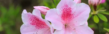 Rhododendron Care During Flowering Season (Creating a Vibrant Spring Flower Sea) 1