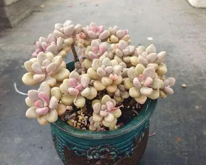 How to Scientifically Cultivate Succulent Allen (Daily Care and Pest Control Tips for Succulent Allen) 3