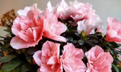 Rhododendron Care During Flowering Season (Creating a Vibrant Spring Flower Sea) 2