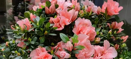 Rhododendron Care During Flowering Season (Creating a Vibrant Spring Flower Sea) 3
