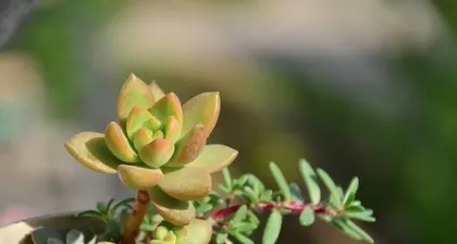 How to Care for Succulent Allen (From Planting to Management, Teaching You to Create a Green Home for Succulent Allen) 1