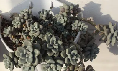 How to Care for Succulent Allen (From Planting to Management, Teaching You to Create a Green Home for Succulent Allen) 2