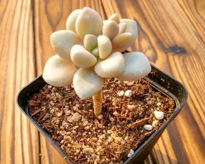 How to Care for Succulent Allen (From Planting to Management, Teaching You to Create a Green Home for Succulent Allen) 3