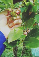 Master the ripening time of star anise and cultivate in advance to harvest more abundance