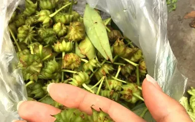 Mastering star anise maturity time, early care can yield more 2