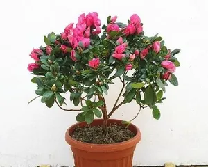 Azalea Planting and Care (Precautions and Care Tips, Quickly Create a Beautiful Garden) 1
