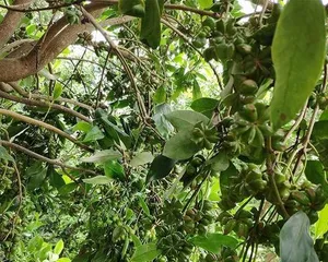 Mastering star anise maturity time, early care can yield more 3