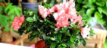 Azalea Planting and Care (Precautions and Care Tips, Quickly Create a Beautiful Garden) 2