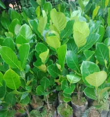 为什么菠萝蜜在冬天掉叶子?(菠萝蜜冬季养护和防护措施)1