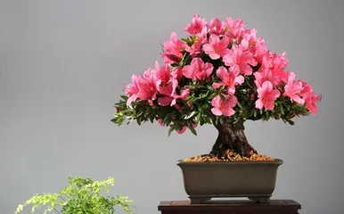 Azalea Planting and Care (Precautions and Care Tips, Quickly Create a Beautiful Garden) 3