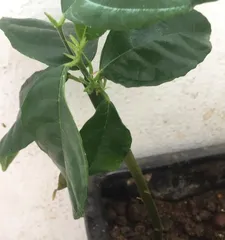 为什么菠萝蜜在冬天掉叶子?(菠萝蜜冬季养护和防护措施)2