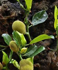 为什么菠萝蜜在冬天掉叶子?(菠萝蜜冬季养护和防护措施)3