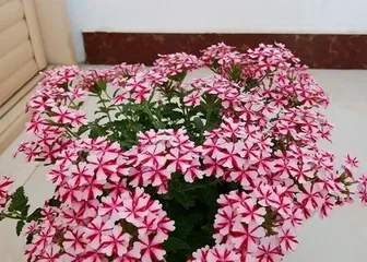 Complete Guide to Grass Flower Care (From Selection to Watering, Easily Create Beautiful Grass Flowers) 1