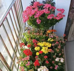 Complete Guide to Grass Flower Care (From Selection to Watering, Easily Create Beautiful Grass Flowers) 2