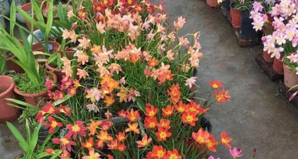 Complete Guide to Grass Flower Care (From Selection to Watering, Easily Create Beautiful Grass Flowers) 3