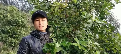 Detailed Explanation of the八角 Harvesting and Harvesting Season (Star Anise Tree, Harvesting Time, Fresh and Dry Fruits, Care Techniques, Star Anise Food Culture, etc.)