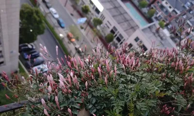 How to Properly Grow Many-flowered Jasmine? (Pot Selection and Care Tips) 1