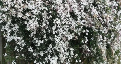 How to Properly Grow Many-flowered Jasmine? (Pot Selection and Care Tips) 2