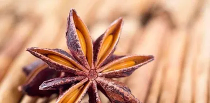 Detailed Guide on Star Anise Harvesting and Season (Star Anise Tree, Harvesting Time, Fresh and Dried Fruit, Care Tips, Star Anise Food Culture, etc.) 2