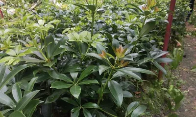 Detailed Guide on Star Anise Harvesting and Season (Star Anise Tree, Harvesting Time, Fresh and Dried Fruit, Care Tips, Star Anise Food Culture, etc.) 3