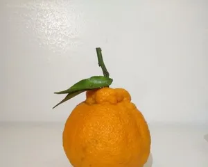 The cultivation and fruiting of the Kyoho plum tree (exploring the growth habits and fruit ripening period of the Kyoho plum tree)