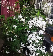How to Properly Grow Many-flowered Jasmine? (Pot Selection and Care Tips) 3
