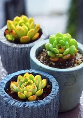 Do Succulent Plants Really Fear the Sun? (Revealing Succulent Plants' Adaptability to Sunlight and Care Tips) 1