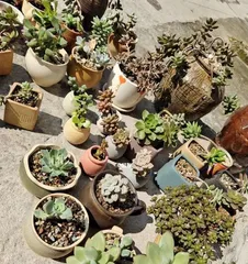 Do Succulent Plants Really Fear the Sun? (Revealing Succulent Plants' Adaptability to Sunlight and Care Tips) 2