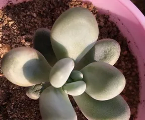 Do Succulent Plants Really Fear the Sun? (Revealing Succulent Plants' Adaptability to Sunlight and Care Tips) 3