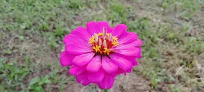 Perennial Herbaceous Flowers and Their Care (Master the skills of growing perennial flowers to make your garden vibrant) 1