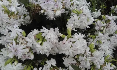 Perennial Herbaceous Flowers and Their Care (Master the skills of growing perennial flowers to make your garden vibrant) 2