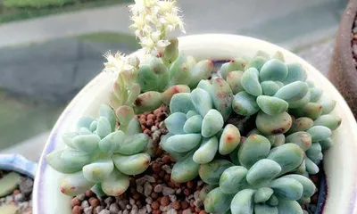 Succulent Luqi