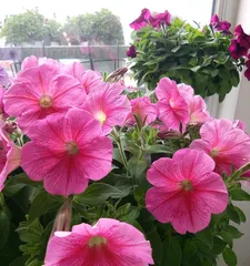 Perennial Herbaceous Flowers and Their Care (Master the skills of growing perennial flowers to make your garden vibrant) 3