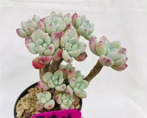 Succulent Luqi