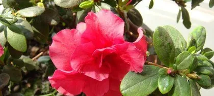 Create a colorful flower sea, complete guide to rhododendron care (from seed selection to fertilization, easily master rhododendron breeding skills) 1
