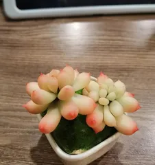 Succulent Luqi