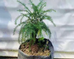 Breeding Methods and Precautions for Araucaria Bonsai (Creating Beautiful Bonsai Scenery, Starting with Araucaria) 2