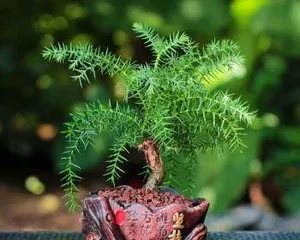 Breeding Methods and Precautions for Araucaria Bonsai (Creating Beautiful Bonsai Scenery, Starting with Araucaria) 3