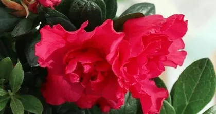 Create a colorful flower sea, complete guide to rhododendron care (from seed selection to fertilization, easily master rhododendron breeding skills) 2