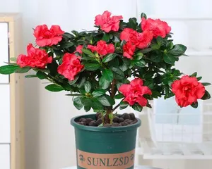 Create a colorful flower sea, complete guide to rhododendron care (from seed selection to fertilization, easily master rhododendron breeding skills) 3